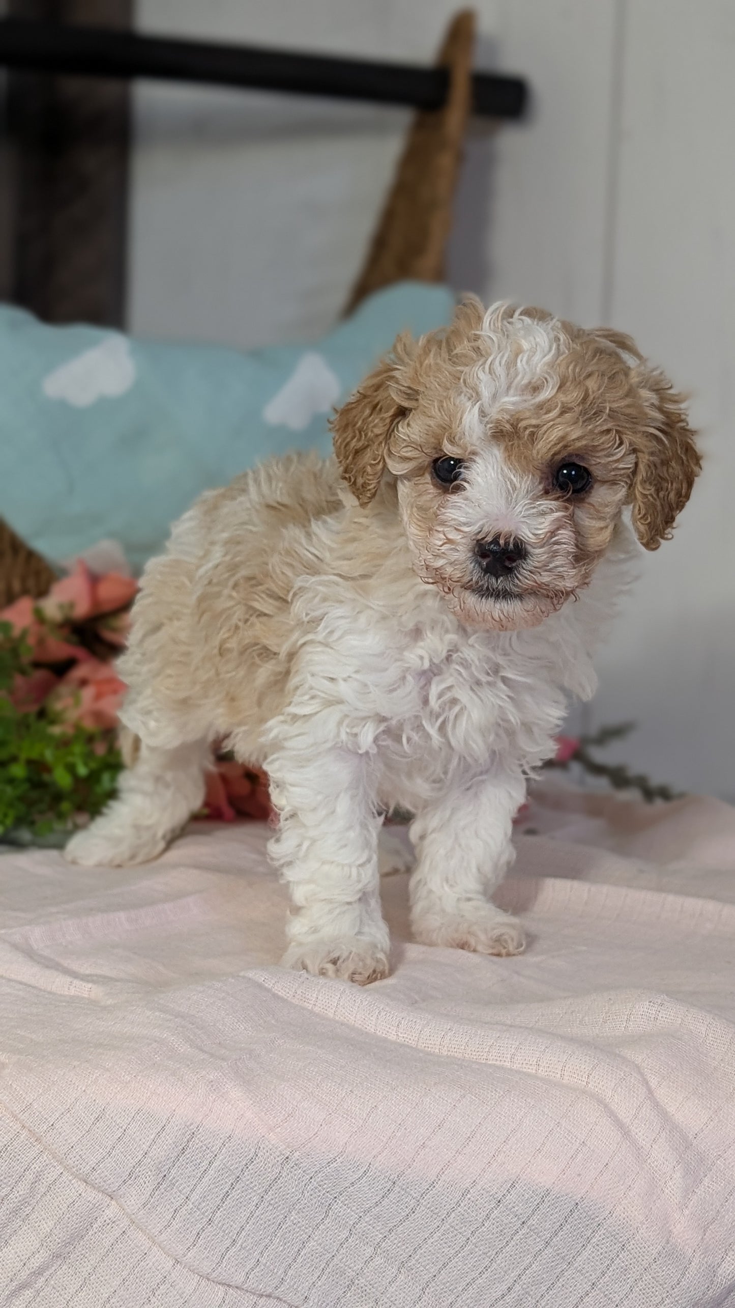 MINI POODLE (DEC 04) FEMALE