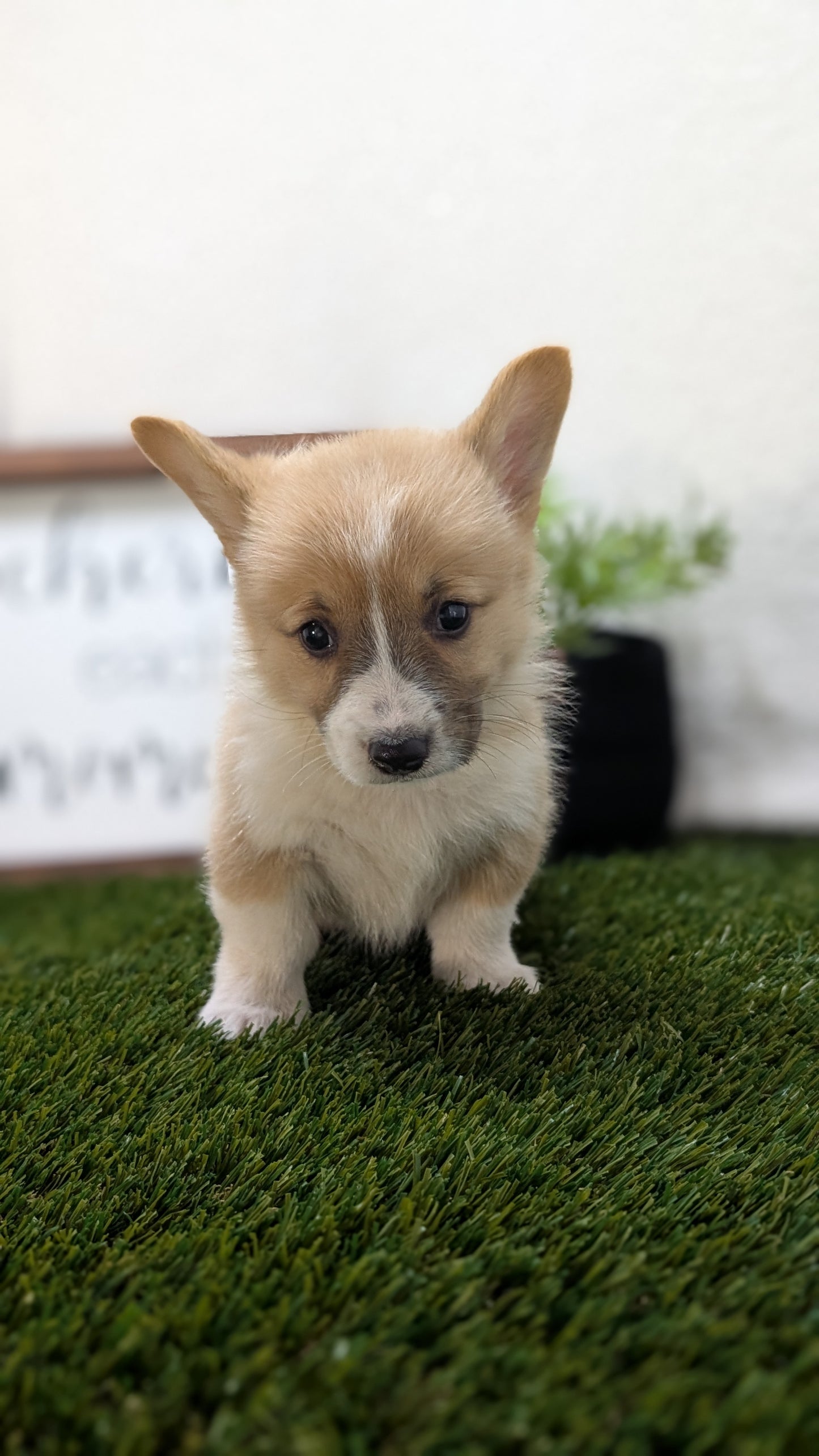 CORGI (07/10) MALE