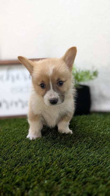 CORGI (07/10) MALE