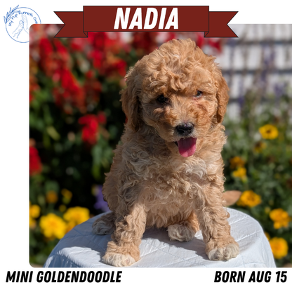 MINI GOLDENDOODLE (08/15) FEMALE