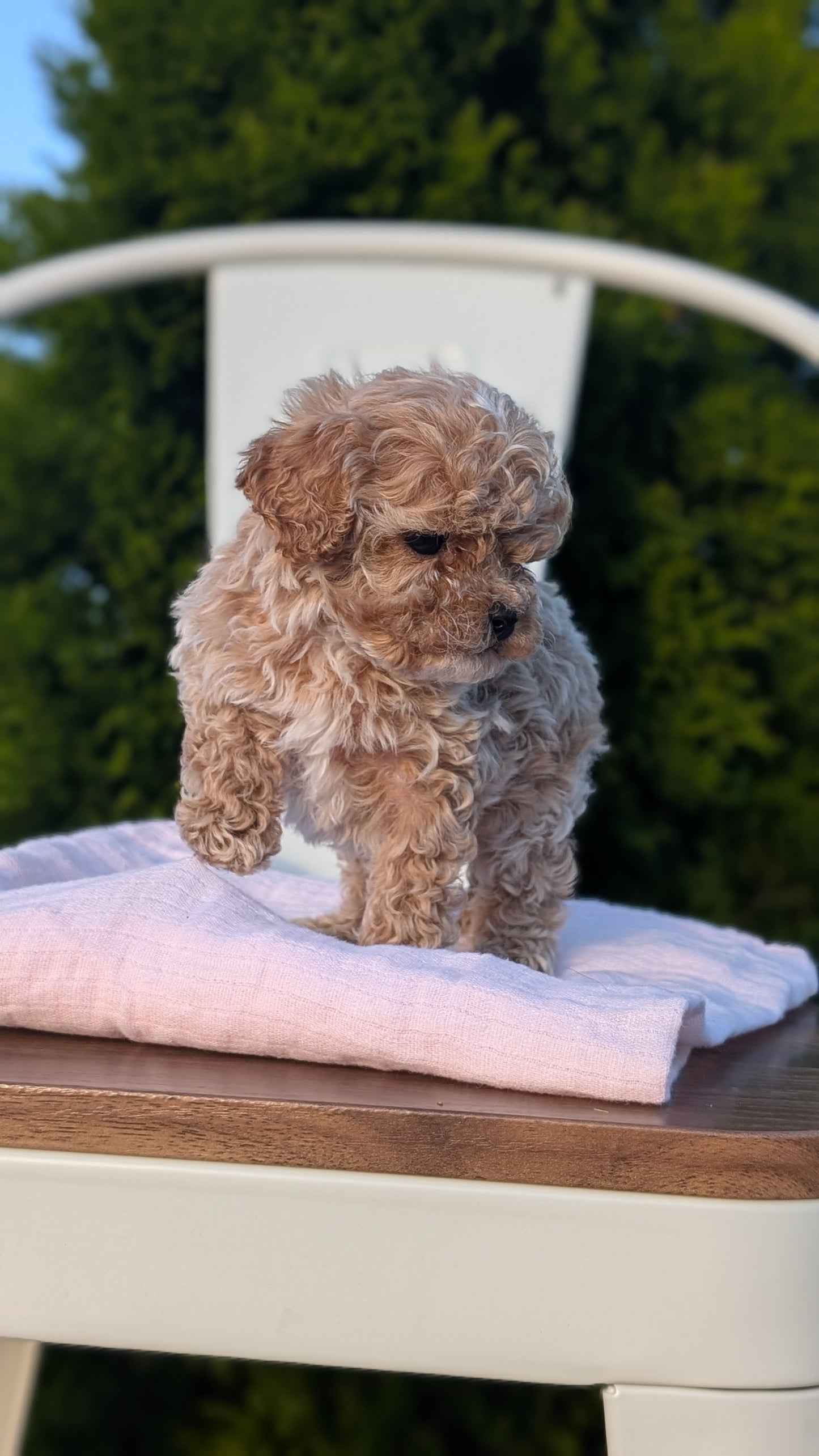 CAVAPOO (MAY 09) MALES