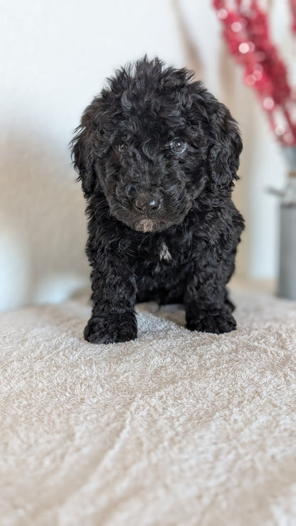 MINI BERNEDOODLE (OCT 15) MALES