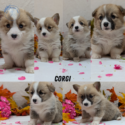 CORGI (09/17) MALE