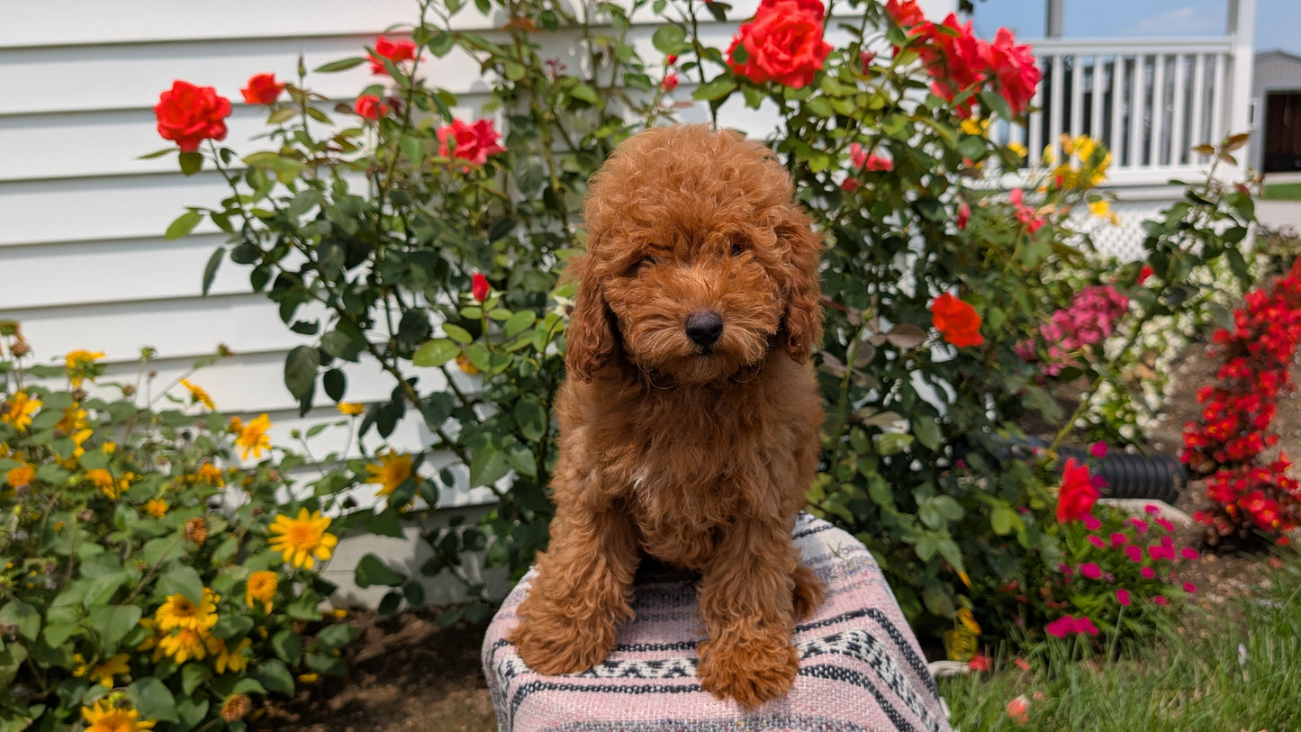 TOY POODLE (05/08) MALE