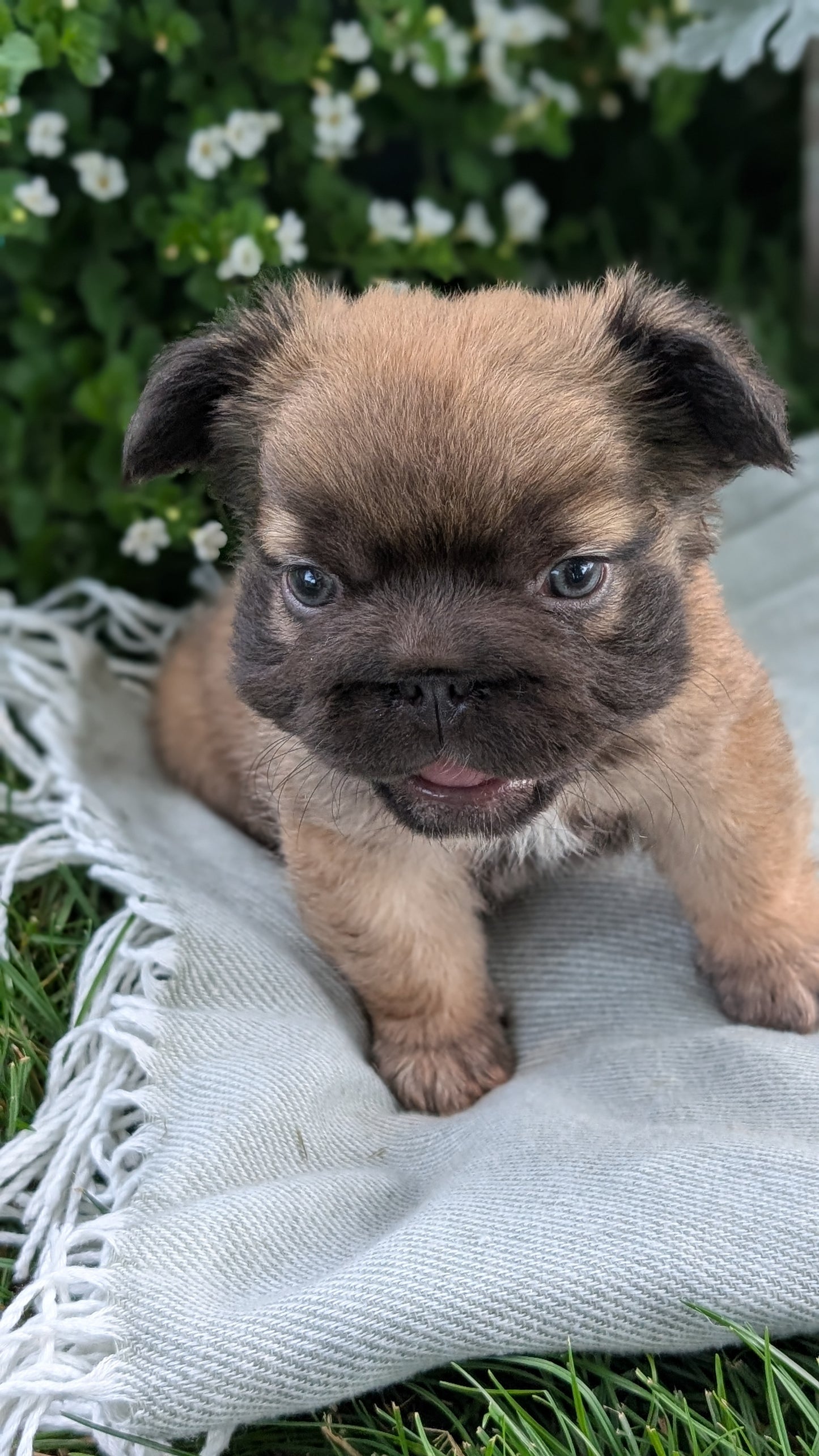 FRENCH BULLDOG (MAY 26) FEMALE