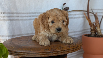 CAVAPOO (MAY 23) MALES