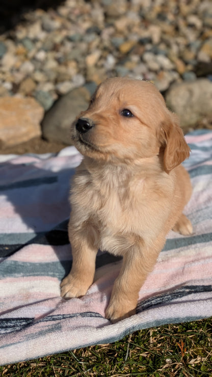 GOLDEN RETRIEVER (02/01) MALE