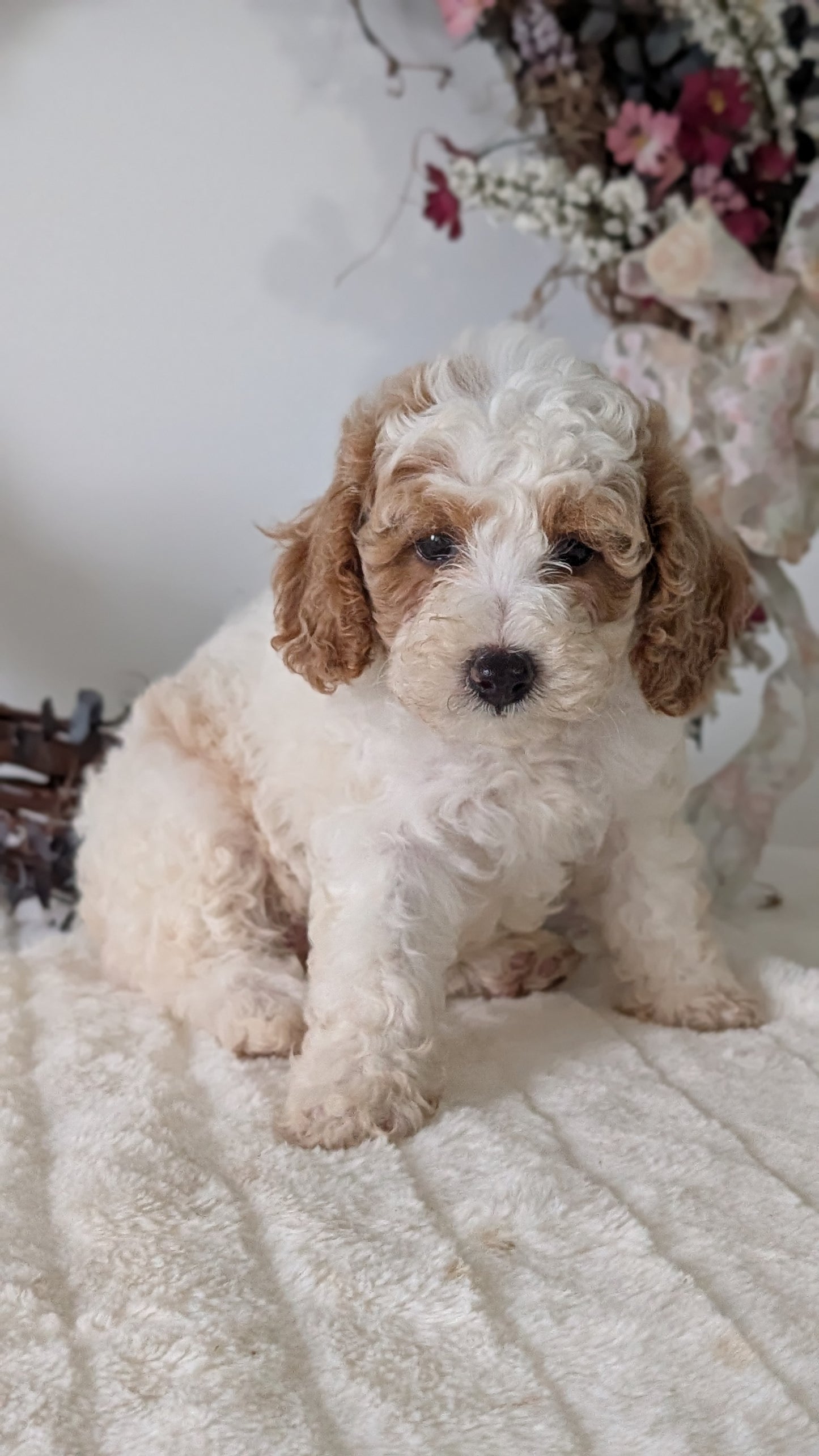 MINI POODLE (JUN 01) FEMALES