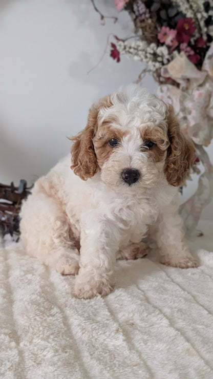 MINI POODLE (JUN 01) FEMALES