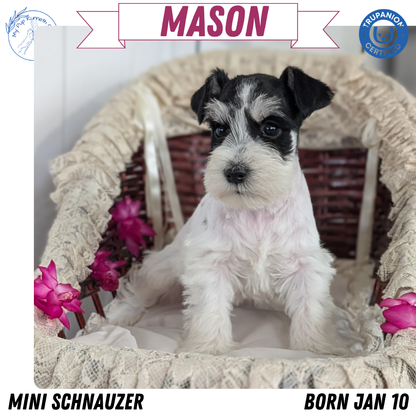 MINI SCHNAUZER (JAN 10) MALES