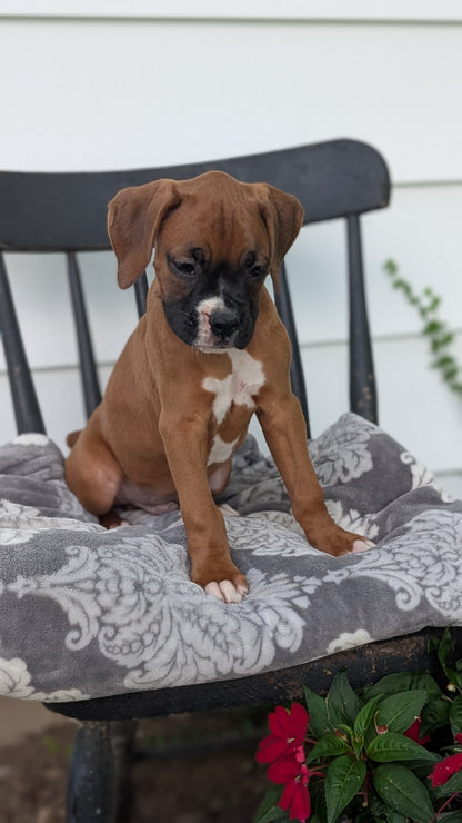 BOXER (JUN 11) MALES
