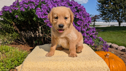 GOLDEN RETRIEVER (08/14) MALE