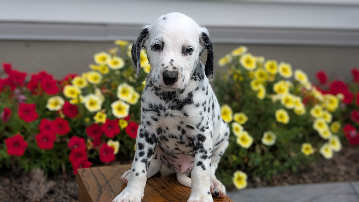 DALMATIAN (JUN 29) MALES