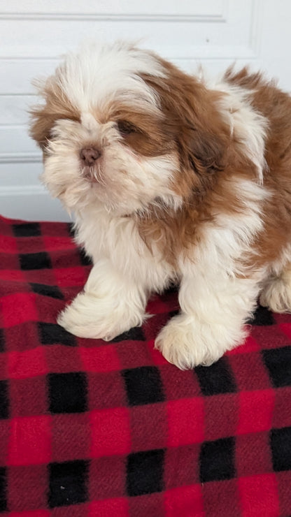 SHIH TZU (OCT 28) MALES