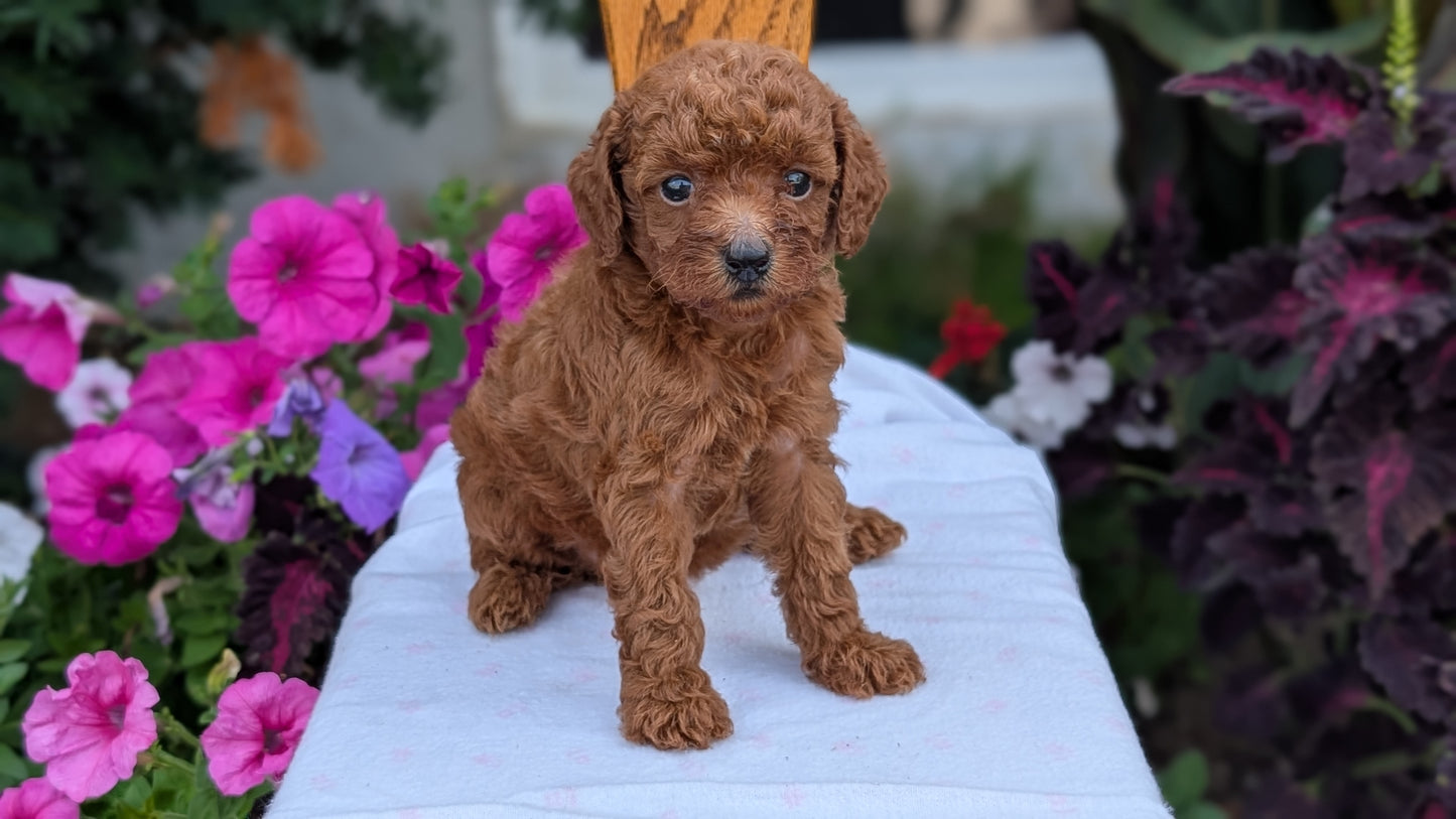TOY POODLE (JUN 17) FEMALE