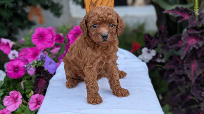 TOY POODLE (JUN 17) FEMALE