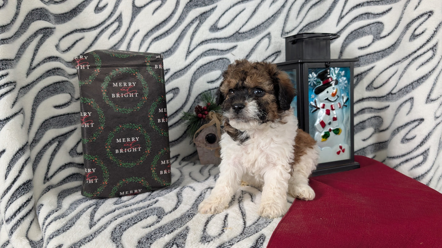 MINI LABRADOODLE (OCT 20) FEMALES