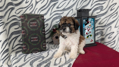 MINI LABRADOODLE (OCT 20) FEMALES