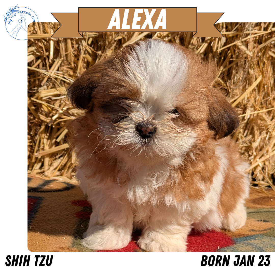 SHIH TZU (01/23) FEMALE