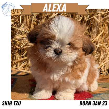 SHIH TZU (01/23) FEMALE