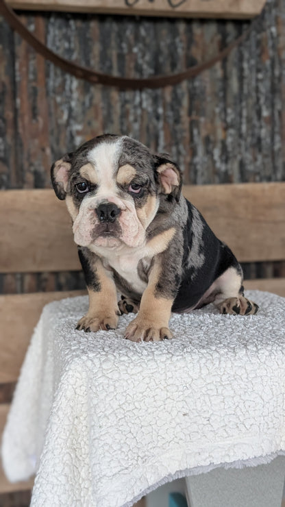 ENGLISH BULLDOG (JUN 29) 1 FEMALE/1 MALE