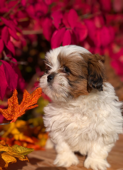 SHIH TZU (09/03) MALE