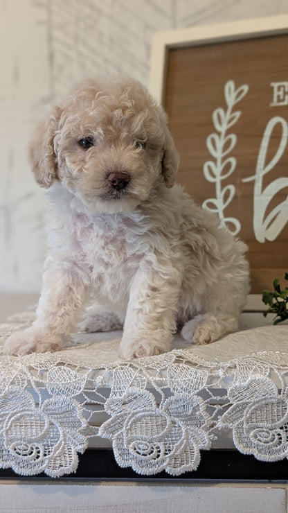 MALTIPOO (APR 05) MALES