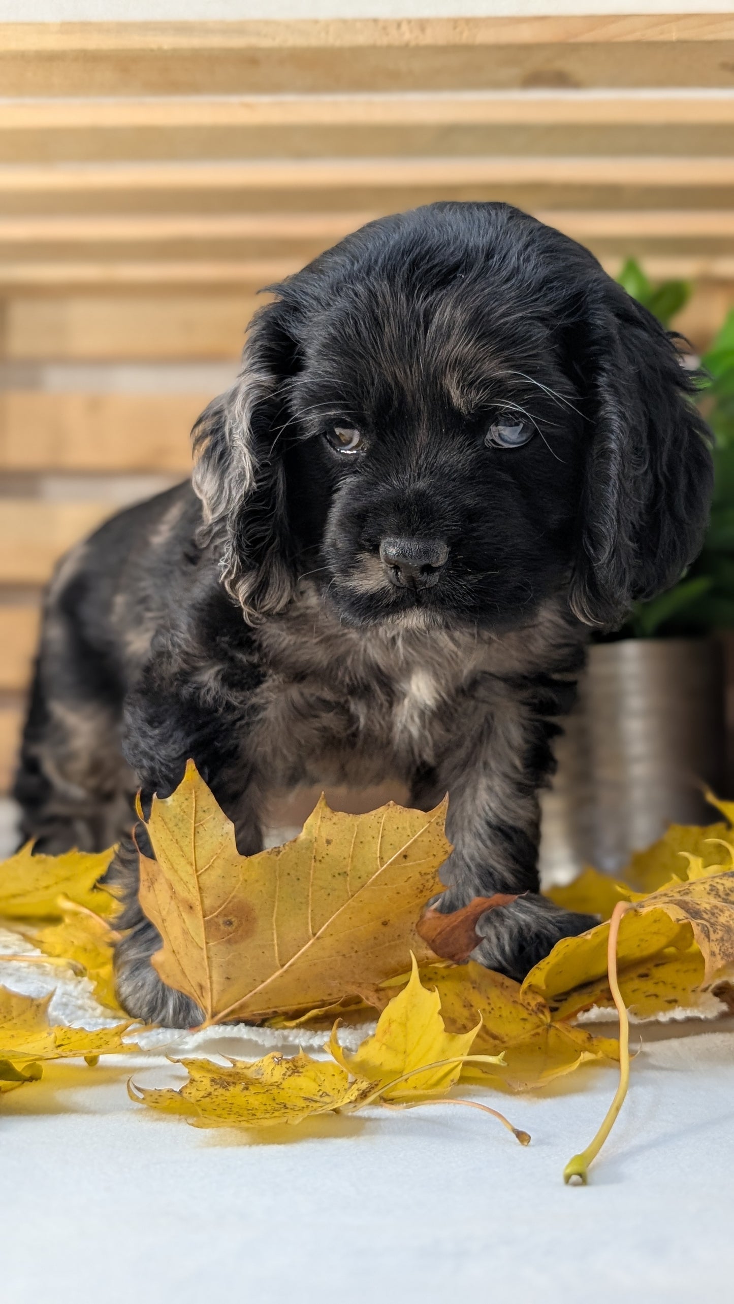 COCKER SPANIEL (09/20) FEMALE