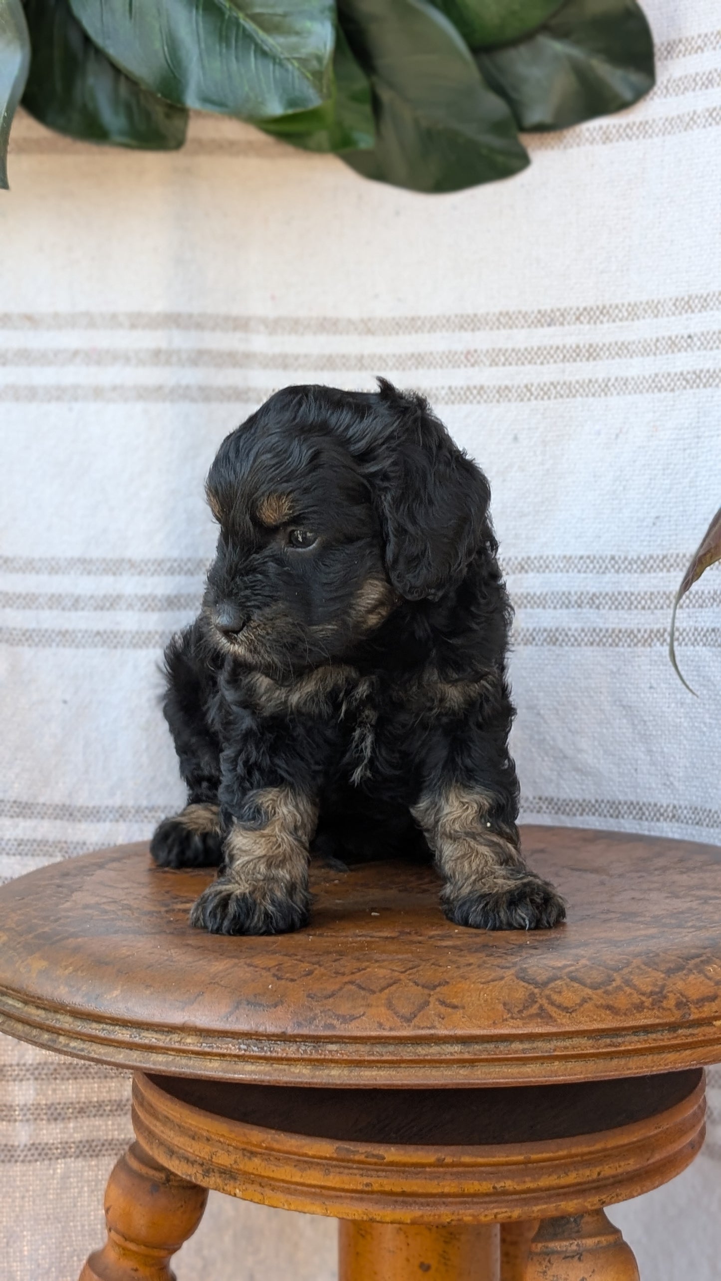 CAVAPOO (MAY 23) MALES