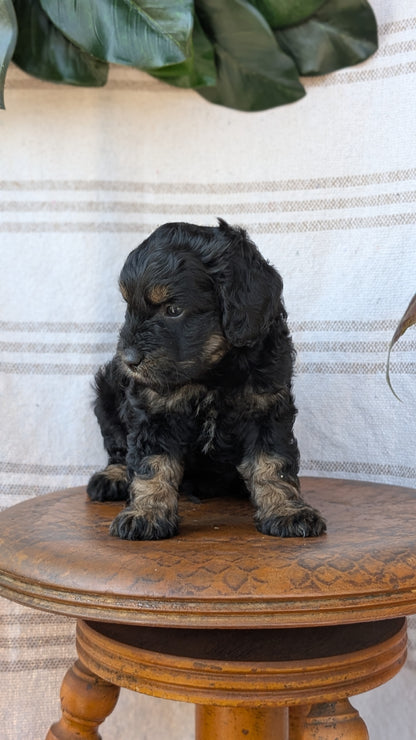 CAVAPOO (MAY 23) MALES