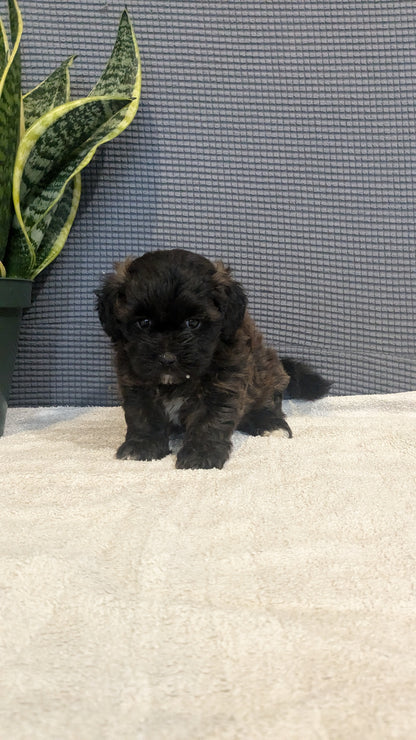 SHIH-POO (06/25) FEMALE