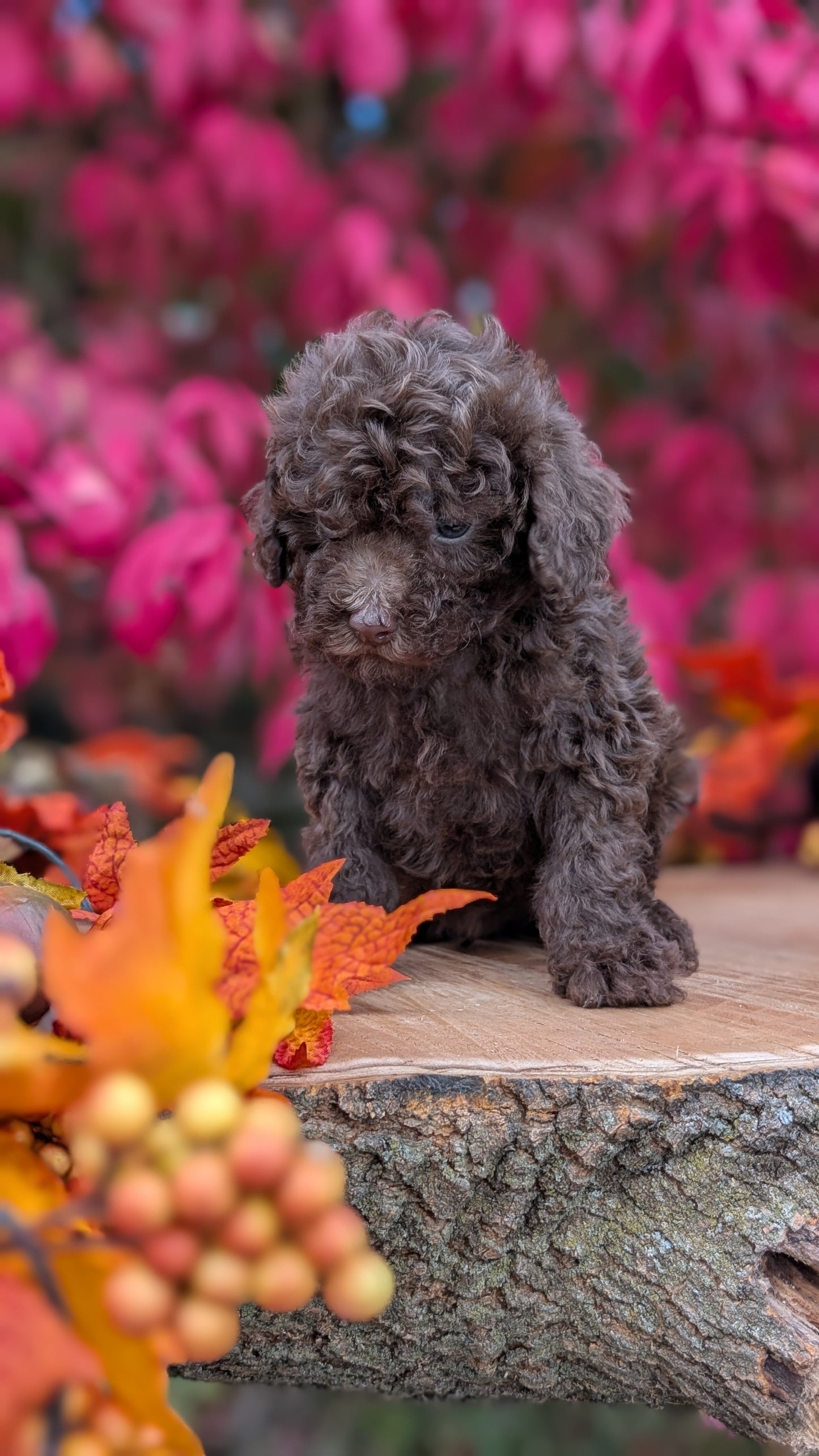 TOY POODLE (09/10) MALE