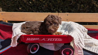 TOY POODLE (01/23) FEMALE