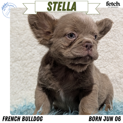 FRENCH BULLDOG (JUN 06) FEMALES