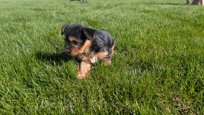 YORKSHIRE TERRIER (02/25) FEMALE