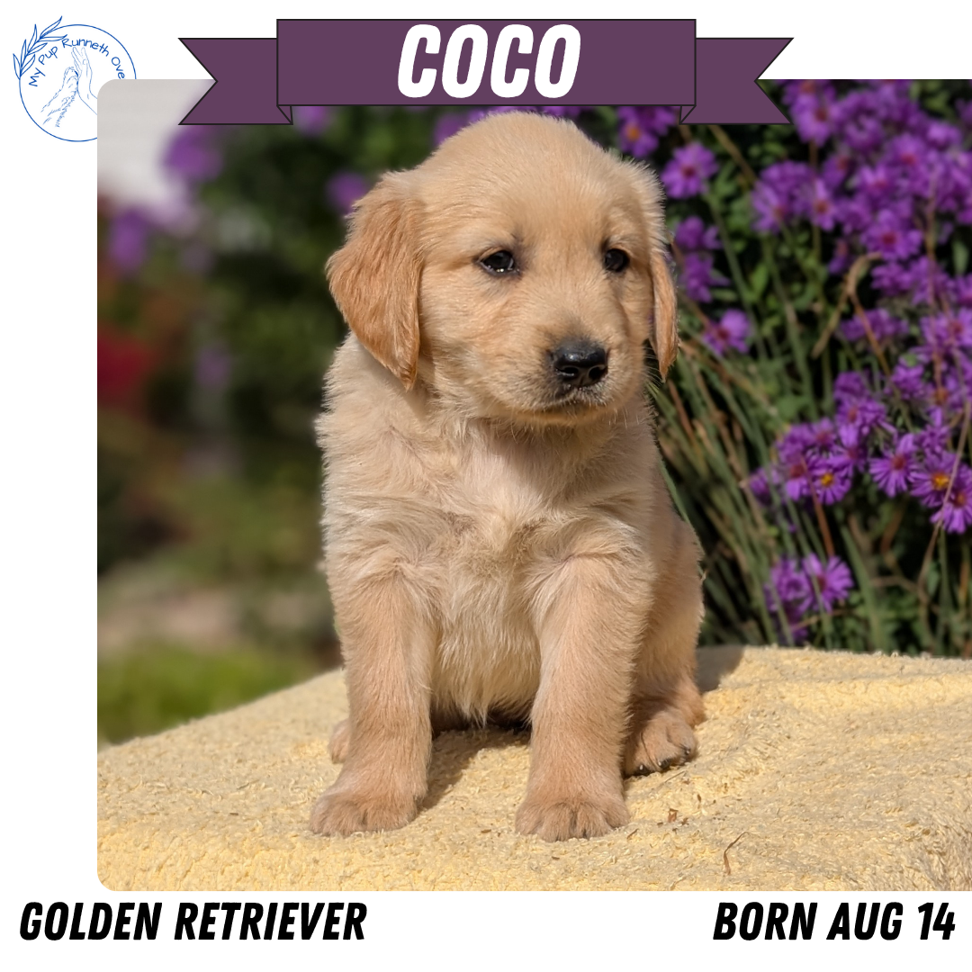 GOLDEN RETRIEVER (08/14) FEMALE
