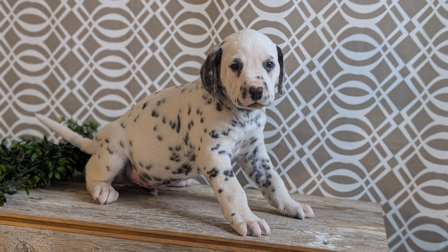 DALMATIAN (FEB 06) MALES
