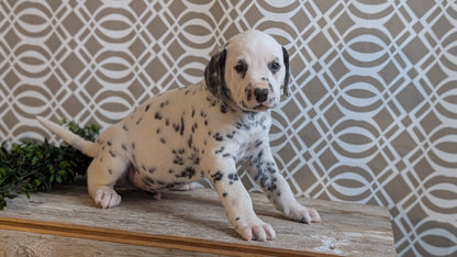 DALMATIAN (FEB 06) MALES