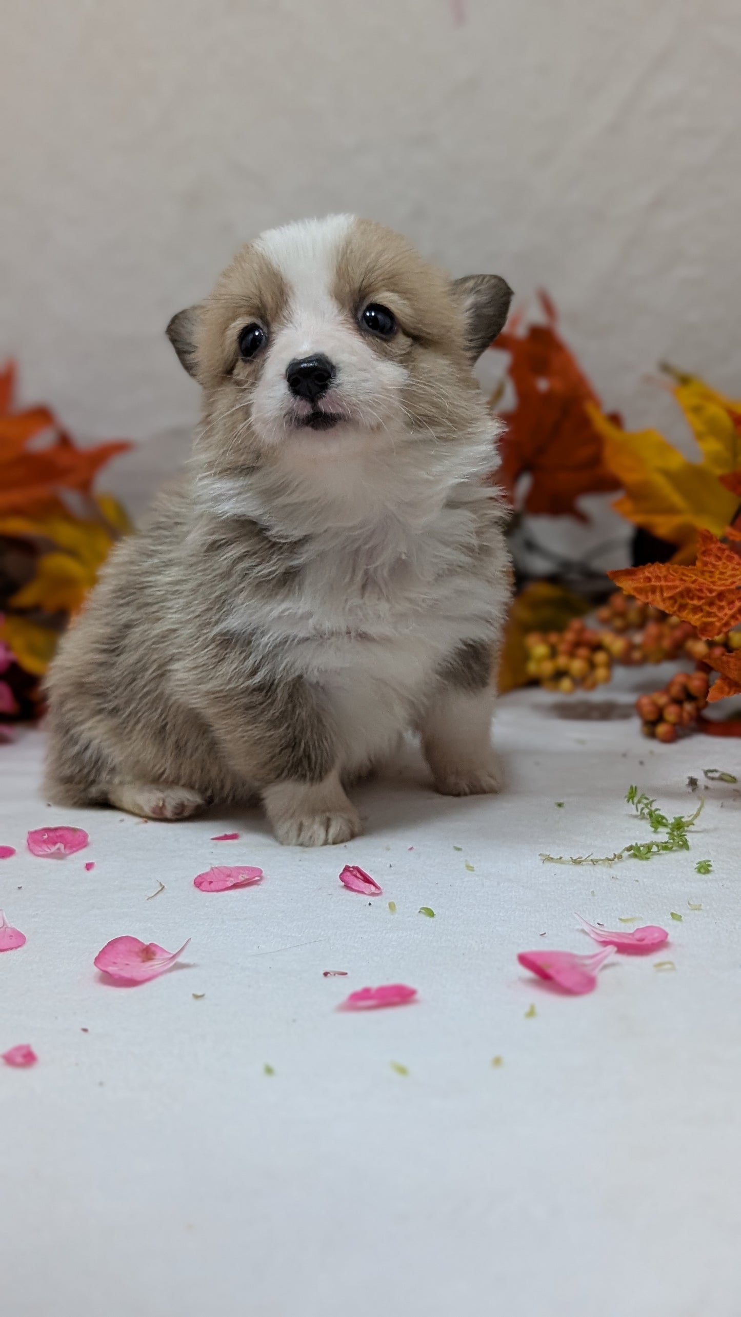 CORGI (09/17) FEMALE