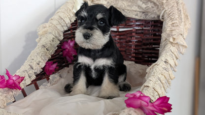 MINI SCHNAUZER (JAN 10) MALES