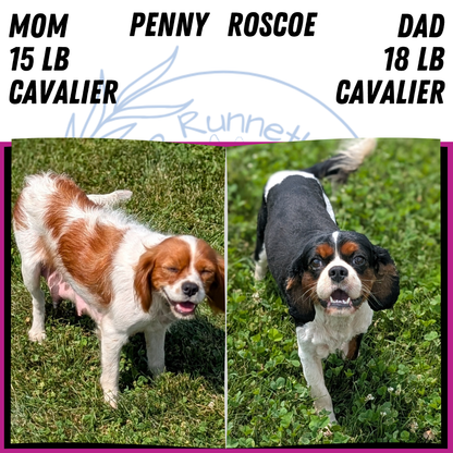 CAVALIER (JUL 18) 3 FEMALES/2 MALES