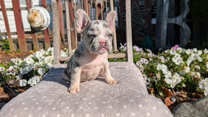 FRENCH BULLDOG (07/29) MALE