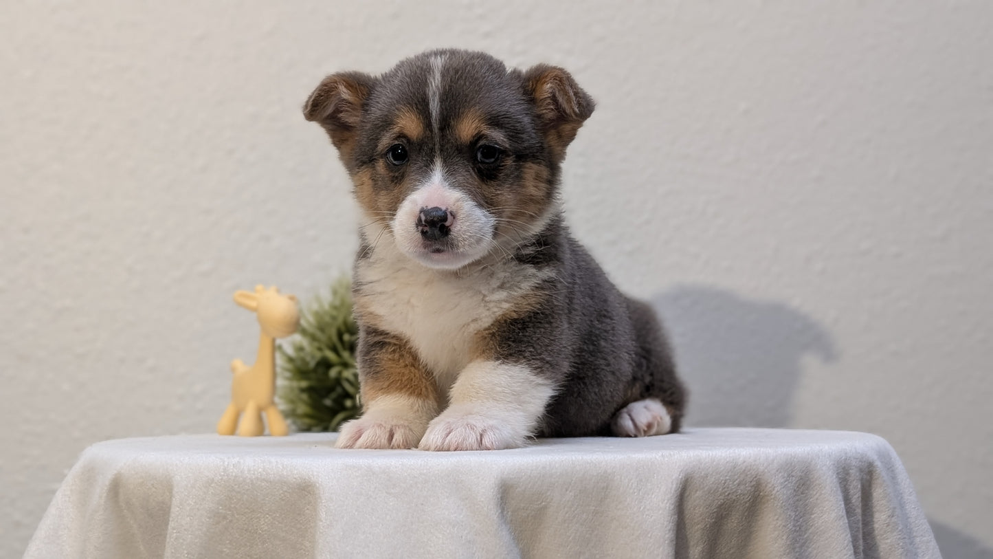 CORGI (JAN 09) MALES