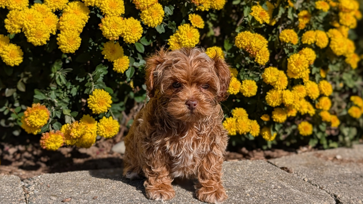 COCKAPOO (08/03) FEMALE