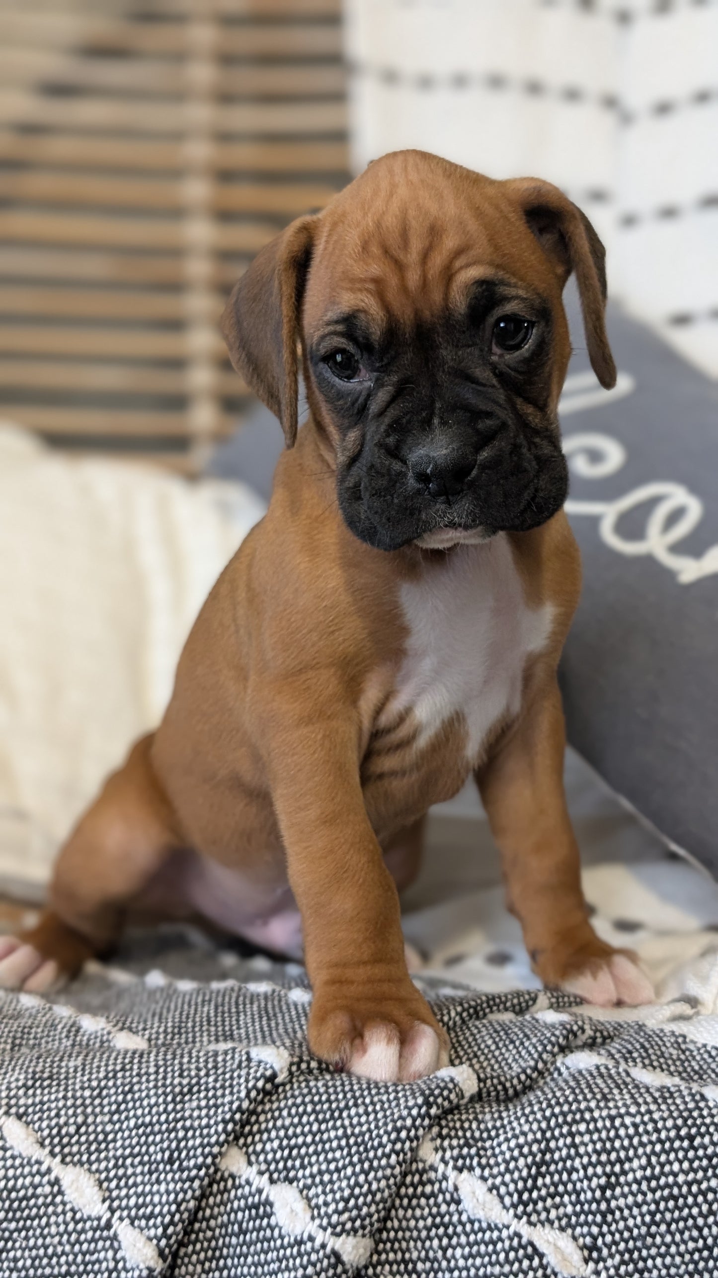 BOXER (OCT 12) MALES