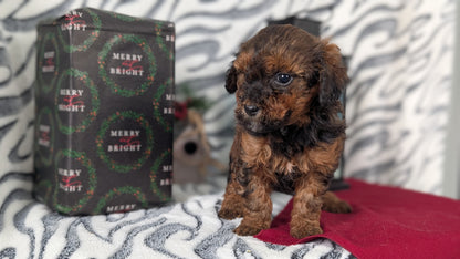 MINI LABRADOODLE (OCT 20) FEMALES