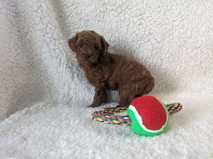 TOY POODLES (02/23/24) FEMALE