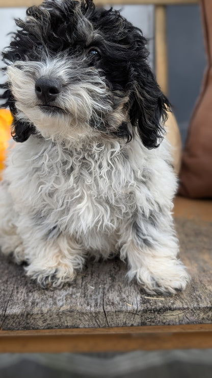 HAVAPOO (06/26) MALE