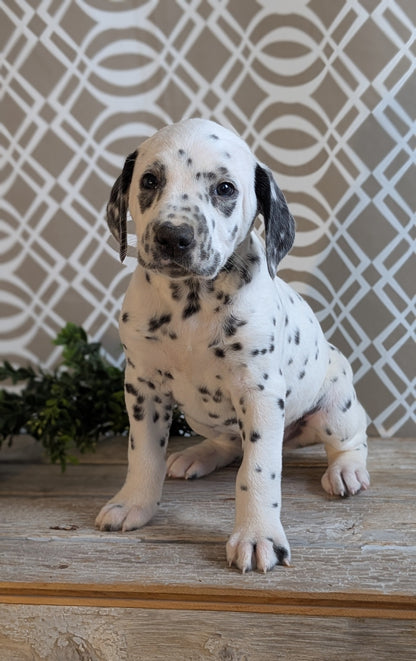 DALMATIAN (FEB 06) MALES