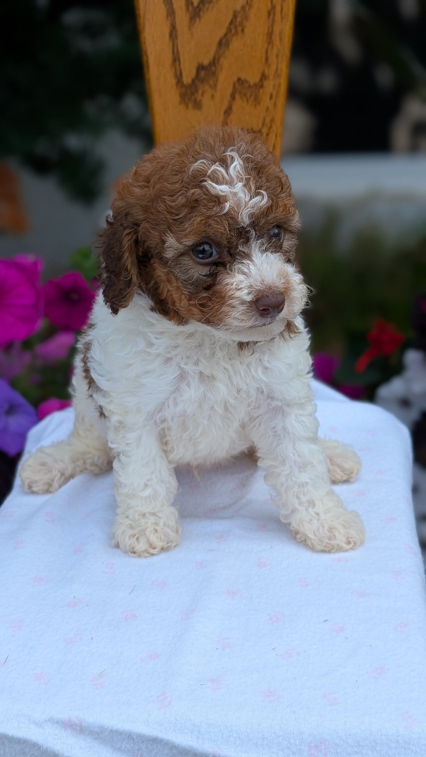 MALTIPOO (JUN 11) MALES